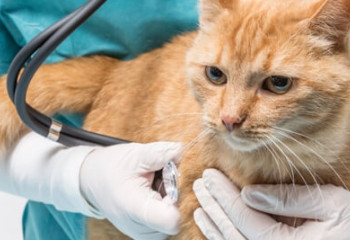 會令貓猝死的心臟病